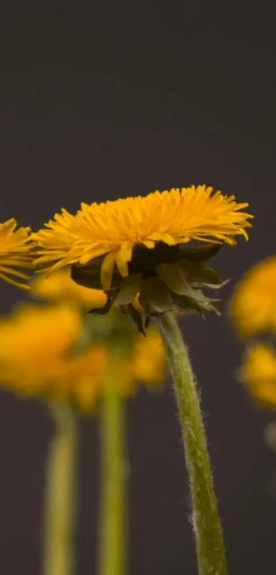 Vibrant yellow dandelion flowers on a dark background, perfect for a mobile wallpaper.