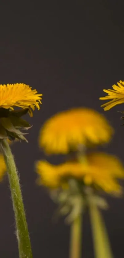 Yellow dandelions against a dark backdrop in minimalist style.