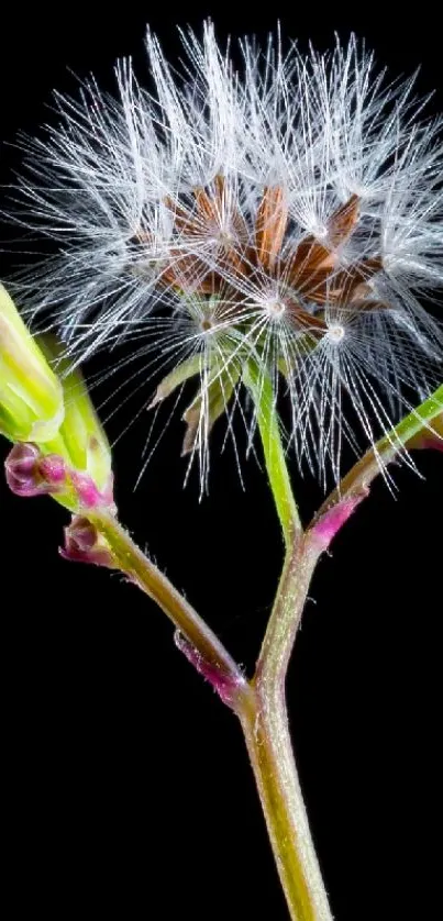 Close-up of a vibrant dandelion against a black background.