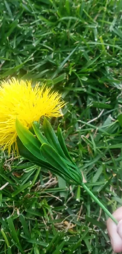 A vibrant yellow dandelion held in hand against green grass.