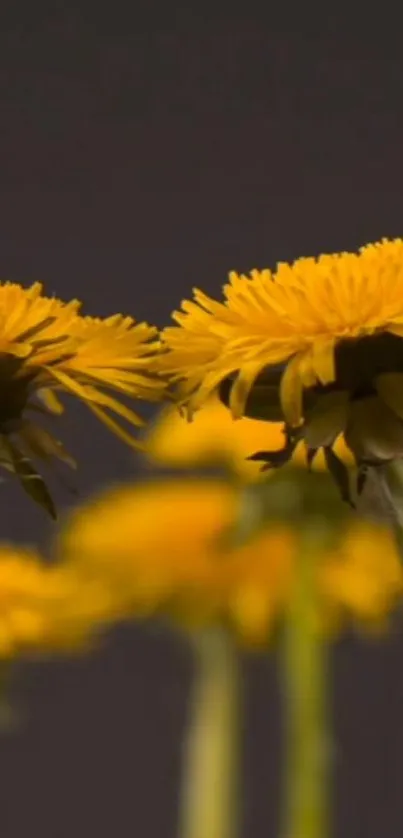 Close-up of vibrant yellow dandelions against a dark background.