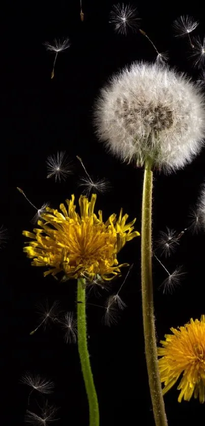 Dandelions against a black background, showcasing elegance.