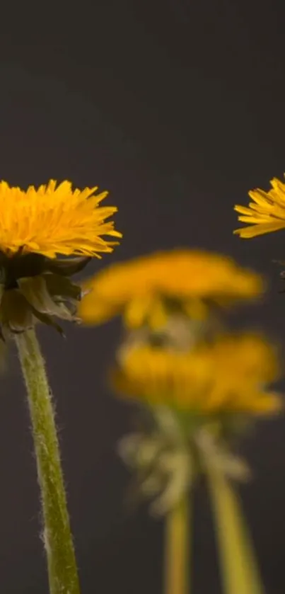 Bright yellow dandelions against a dark background.