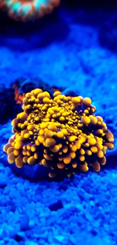 Vibrant orange coral on a blue ocean floor.