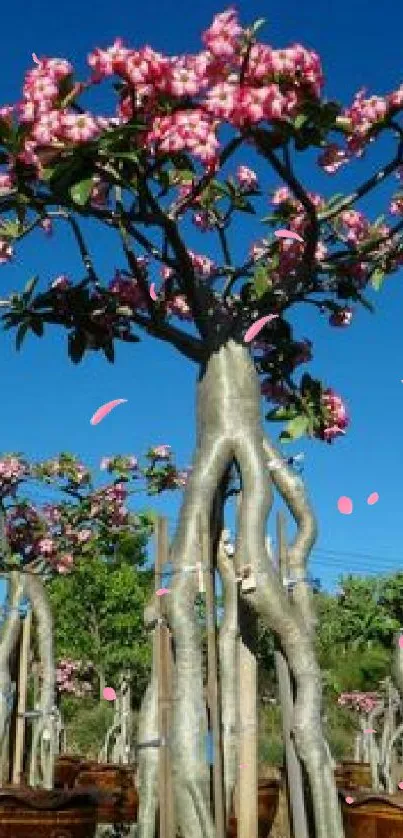 Vibrant desert rose against a blue sky with pink blooms.