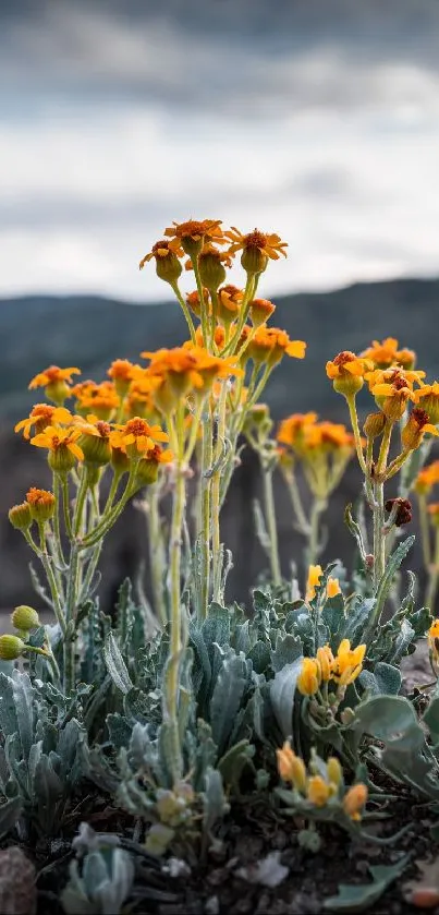 Orange wildflowers in desert landscape with mountains and cloudy sky.