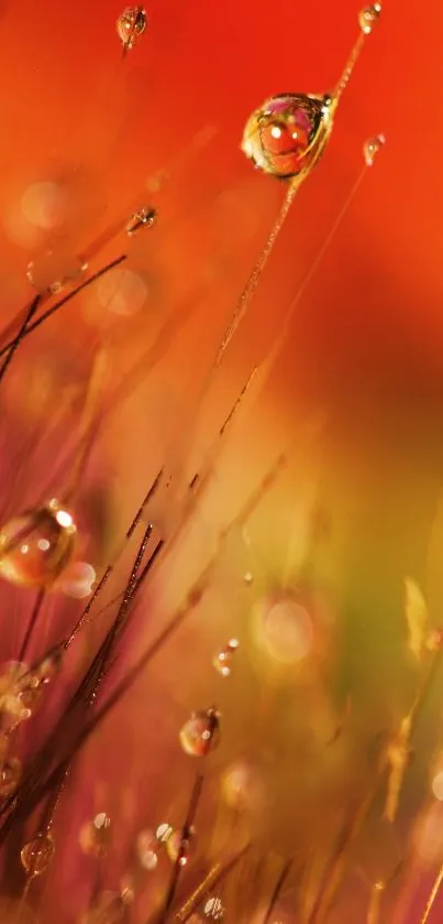 Vibrant wallpaper with orange hues, featuring dew on grass.