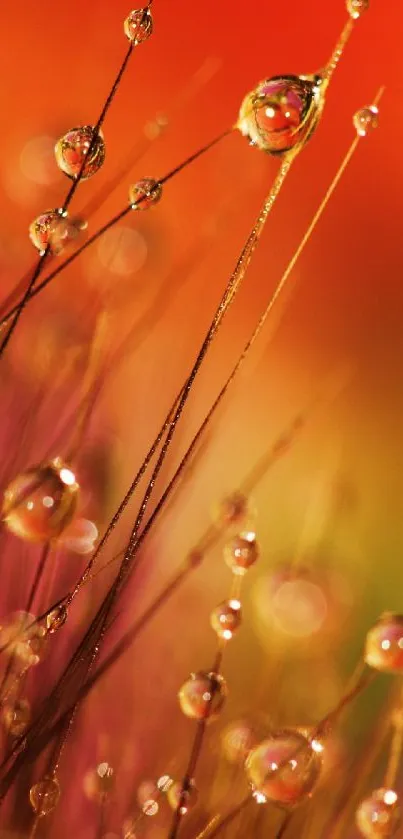 Vibrant dew drops on stems with warm orange hues in background.