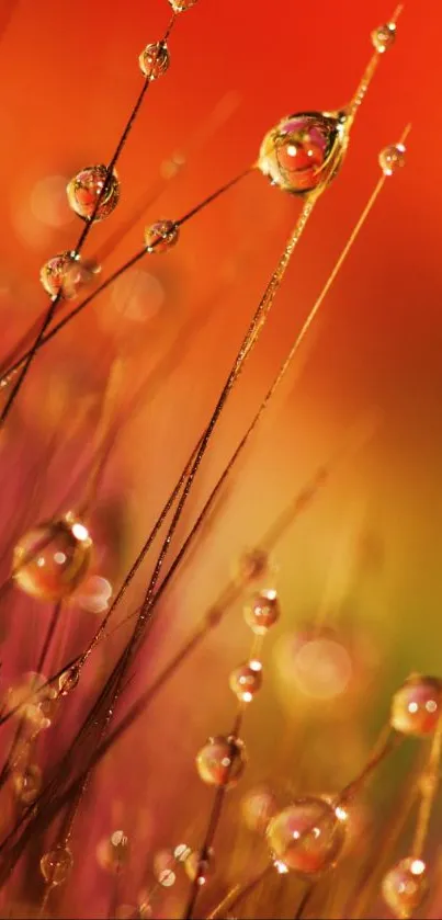 Vibrant dew drops on grass with orange and pink hues in a mobile wallpaper.