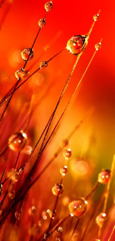 Vibrant wallpaper with red hues and dew-covered grass for mobile screens.