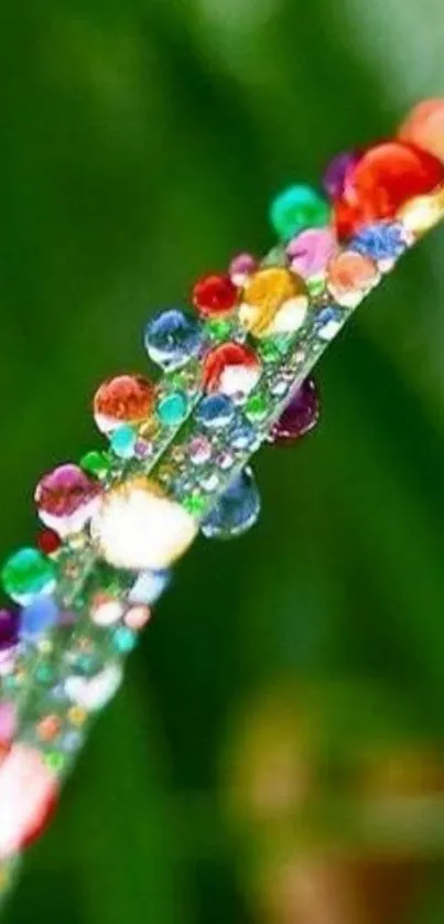 Vibrant dew drops on a green blade of grass.