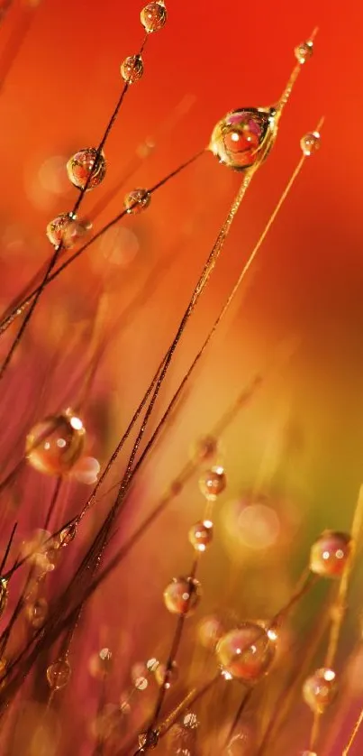 Vibrant dewdrops on grass with orange hue background.