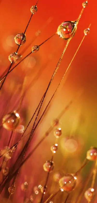 Vibrant dewdrops on grass with orange gradient background.