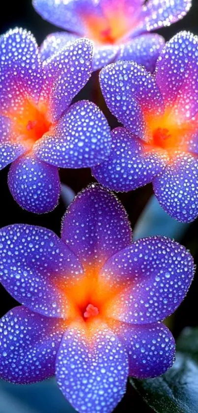Vibrant purple flowers with dewdrops.