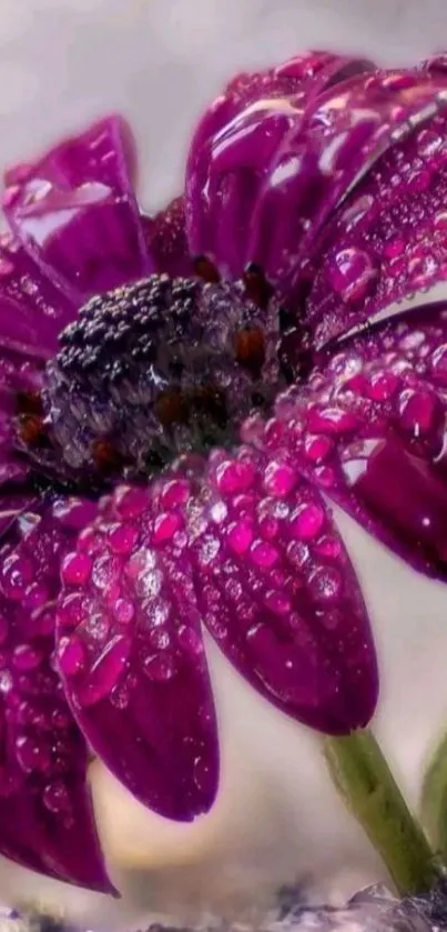 Dewy purple flower close-up wallpaper.