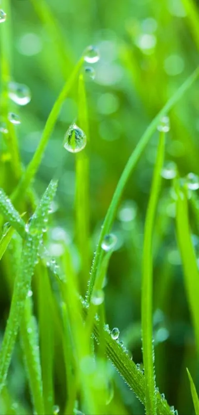 Close-up view of dewy green grass blades.