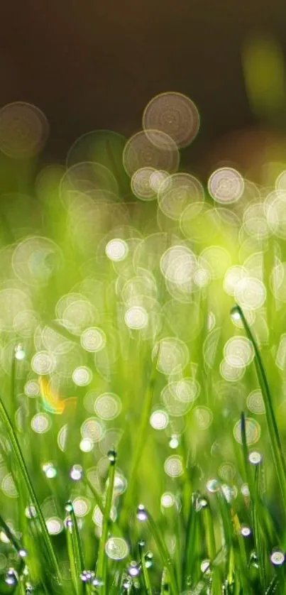 Close-up of dewy grass with a vibrant green bokeh effect, creating a serene wallpaper.