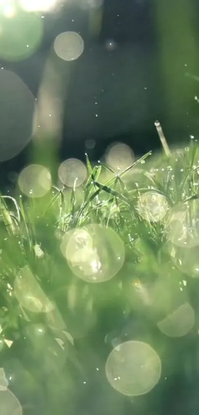 Close-up of dewy grass with soft bokeh in morning light, exuding serenity.