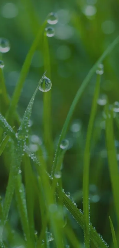 Dew drops on vibrant green grass close-up.