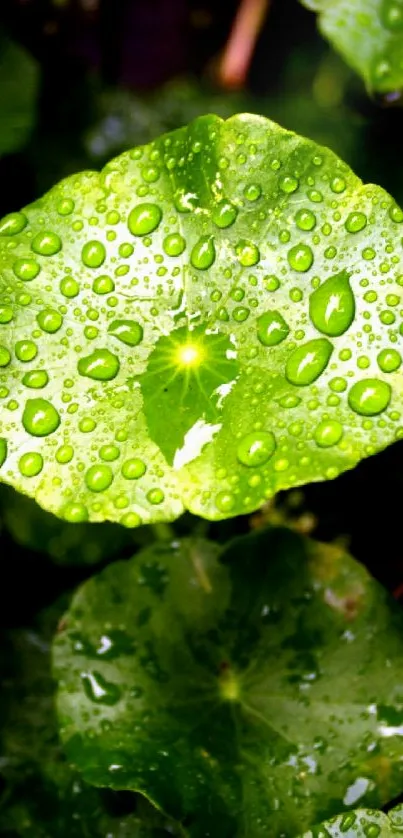 Dew-covered green leaves wallpaper for phones.