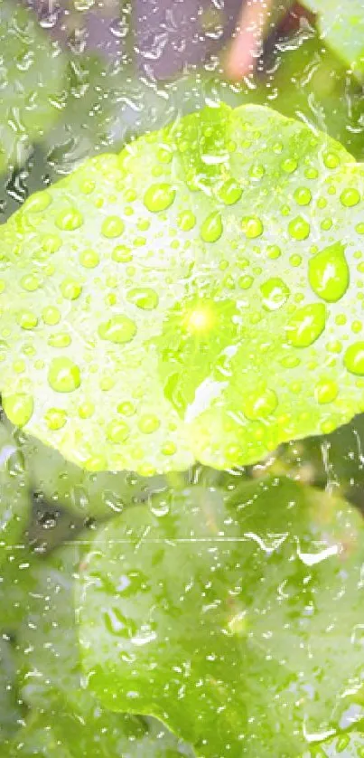 Vibrant green leaf with dewdrops creating a fresh and natural background.