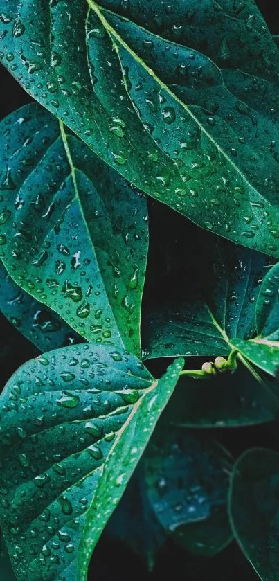 Dewy dark green leaves with vibrant texture, perfect for a calming mobile wallpaper.