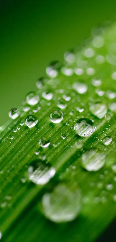 Close-up of a green leaf with water droplets, showcasing nature's tranquility.