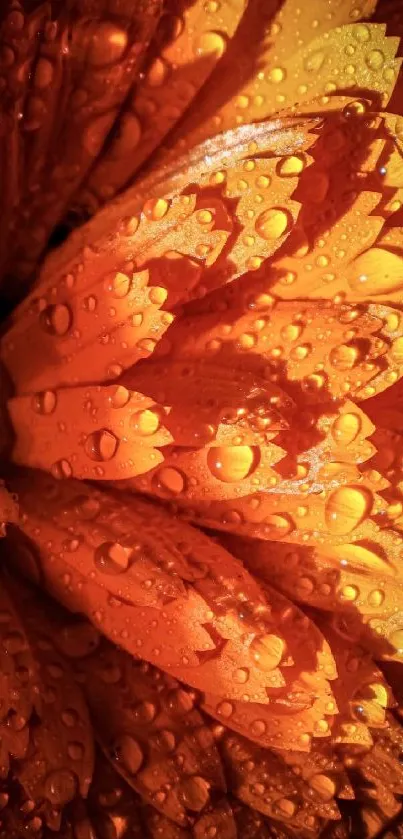 Closeup of orange flower petals with dewdrops.