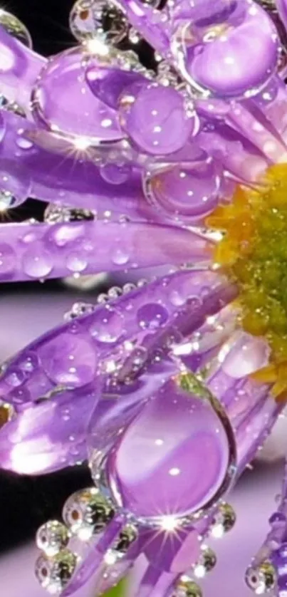 Close-up of a dewy purple flower with shimmering water droplets and vibrant hues.