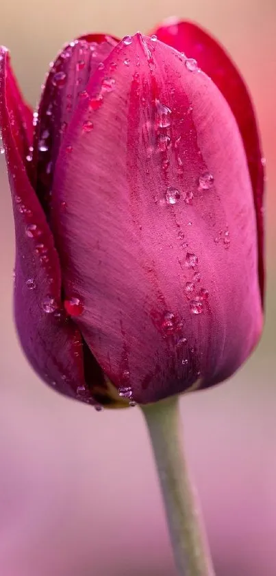 Magenta tulip with dew drops showcasing natural beauty.