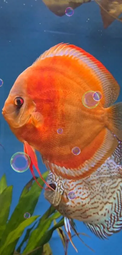 Vibrant orange discus fish with bubbles in underwater scene.