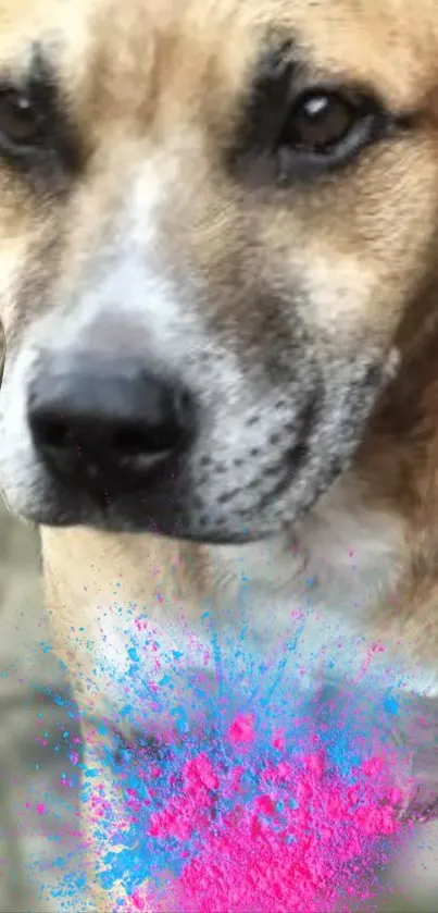 Dog with vibrant pink and blue color splash on background.