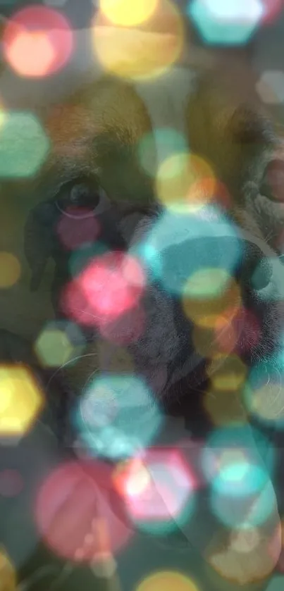 Mobile wallpaper with bokeh lights over a dog's face.