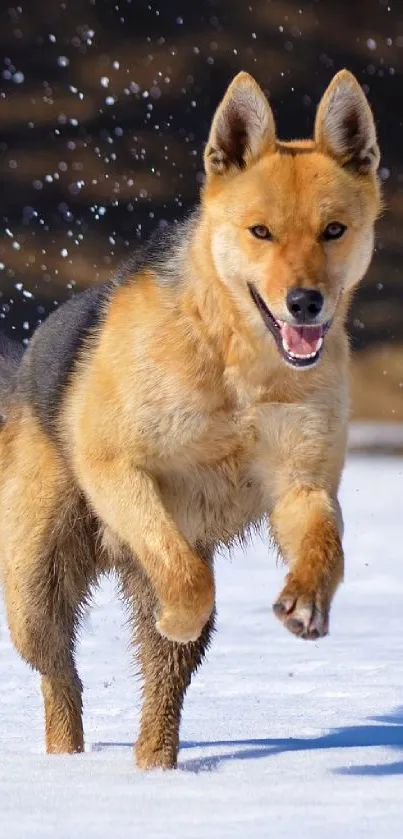 Energetic dog running through snow.