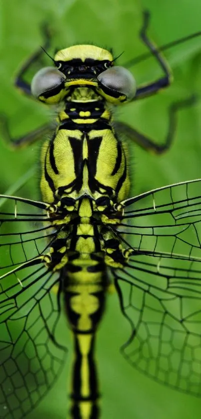 Close-up of a vibrant dragonfly with detailed wings on a green background.