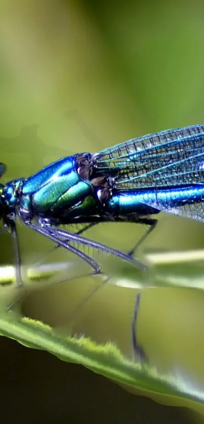 Vibrant dragonfly sitting on a green leaf in close-up detail.