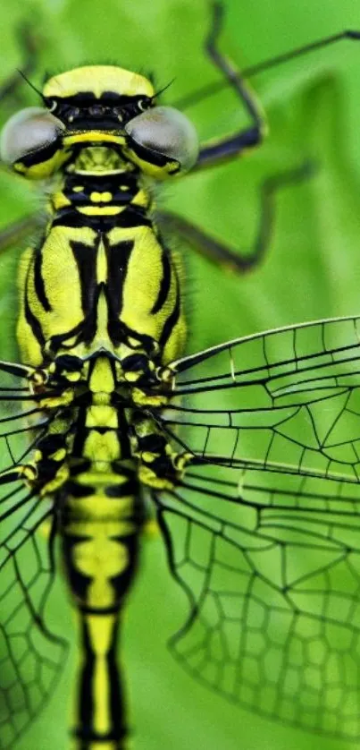 Close-up of a dragonfly showcasing its detailed wings on a green backdrop.