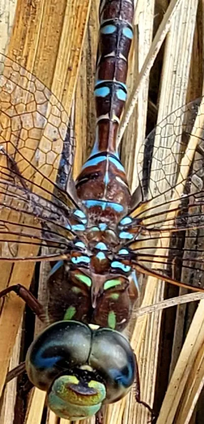 Close-up of colorful dragonfly perched on dry reeds, highlighting intricate wing details.