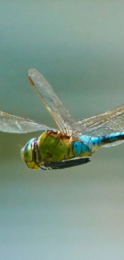 Vibrant dragonfly in flight against a blurred natural background.