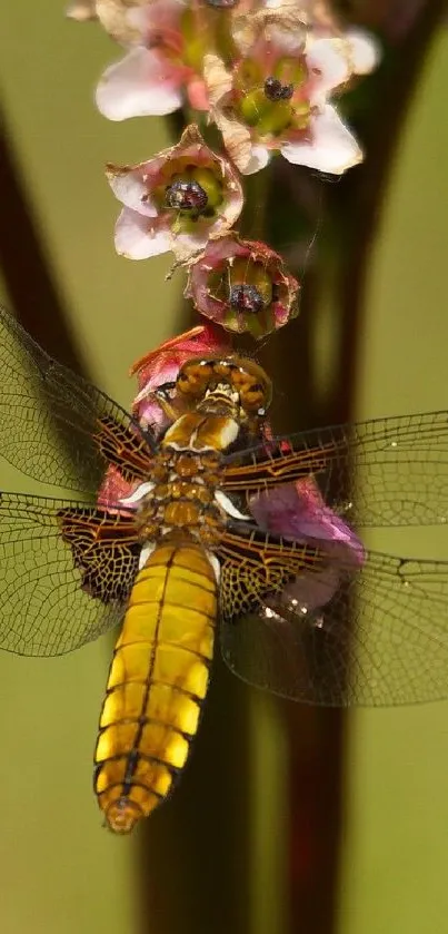 Vibrant yellow dragonfly on a flower close-up.