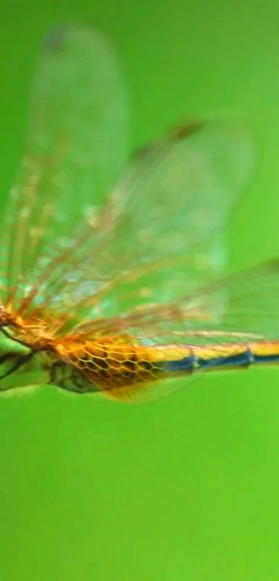 Dragonfly resting on a green background.