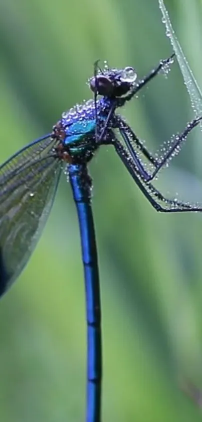 Dragonfly perched on a dew-covered leaf, vibrant and green.