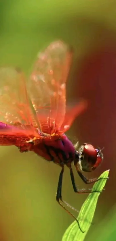 Dragonfly perched on a leaf with vibrant colors.