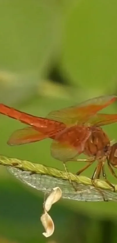 A vibrant orange dragonfly perched on a green leaf.