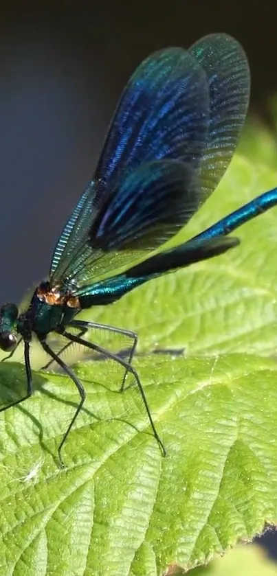 Vibrant dragonfly resting on a green leaf in sunlight, suitable for mobile wallpaper.