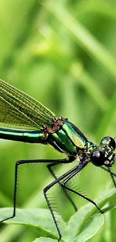 Close-up of a dragonfly resting on a green leaf with blurred background.