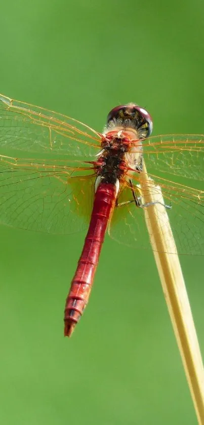 Red dragonfly perched on twig with green background.