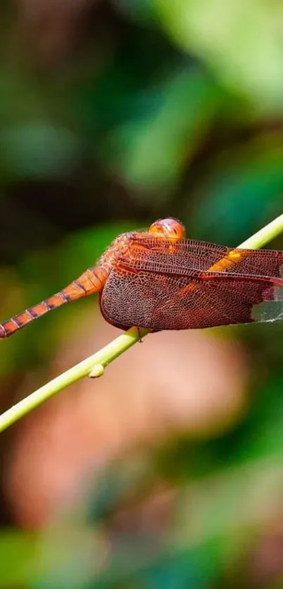 Vibrant dragonfly perched on a green stem with a lush backdrop.