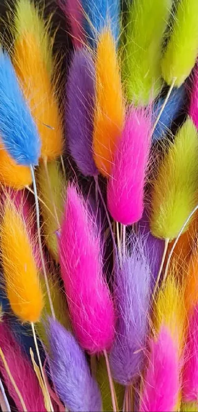 Vibrant rainbow of dried flowers in pink, blue, and orange shades on a phone wallpaper.