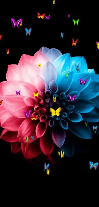 Pink and blue flower on black background wallpaper.